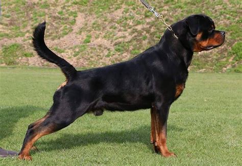 Rolex Von Hause Pista – Guardian Rottweilers